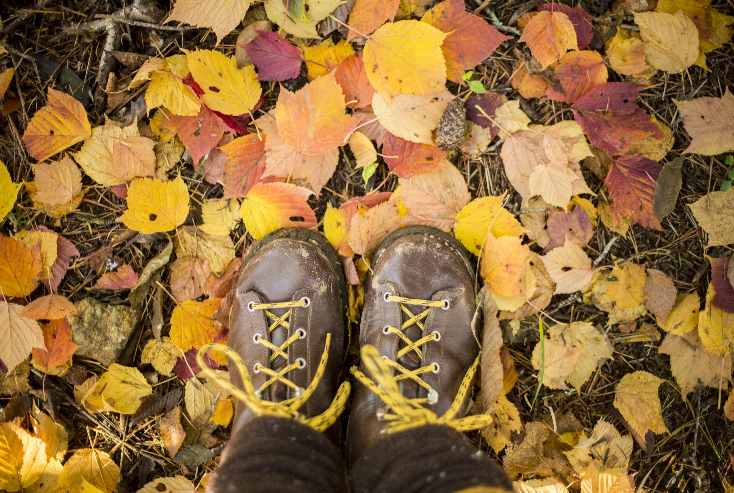 leaves image
