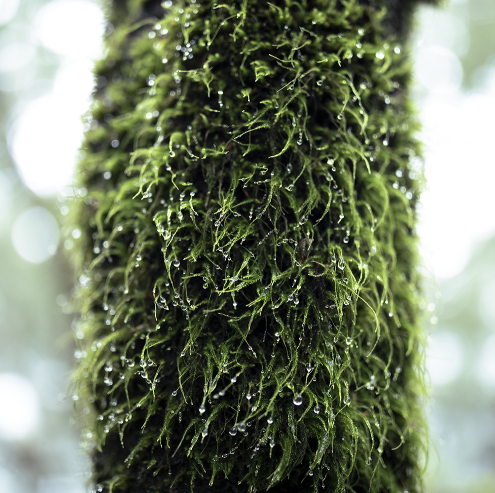 moss image