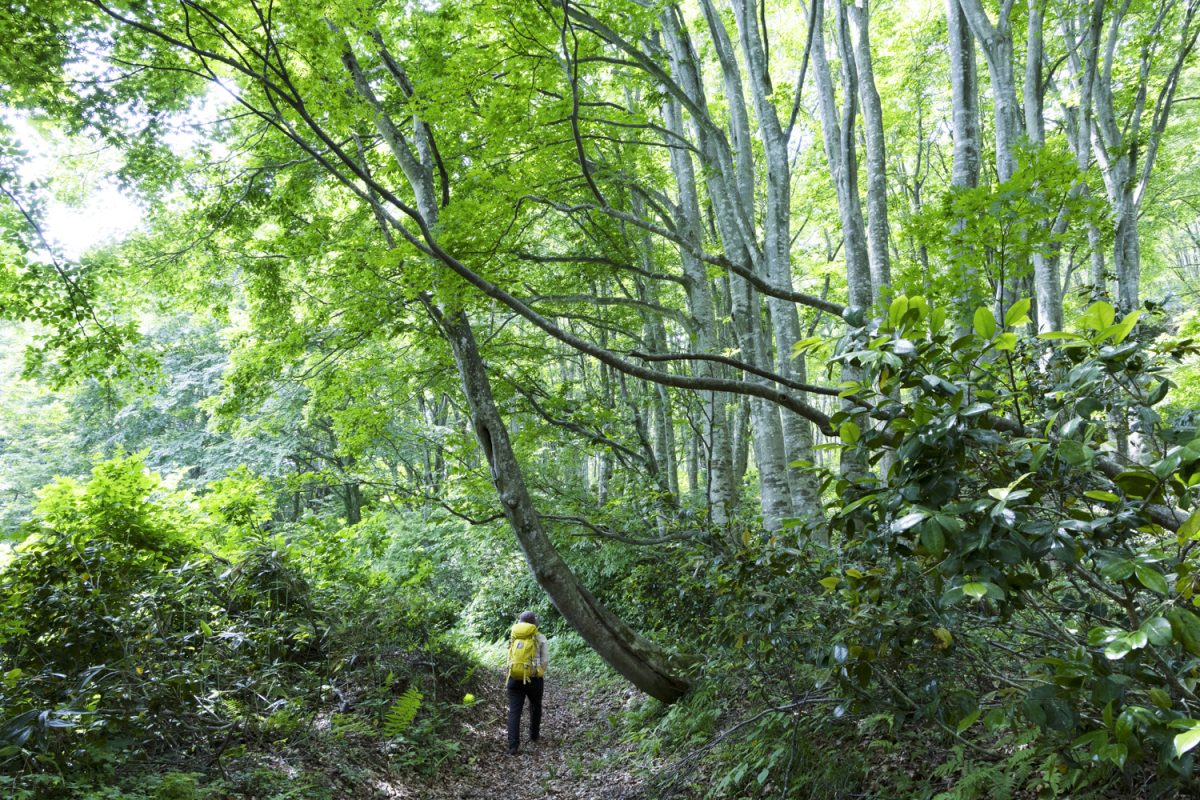 塩の道トレイルのブナ林